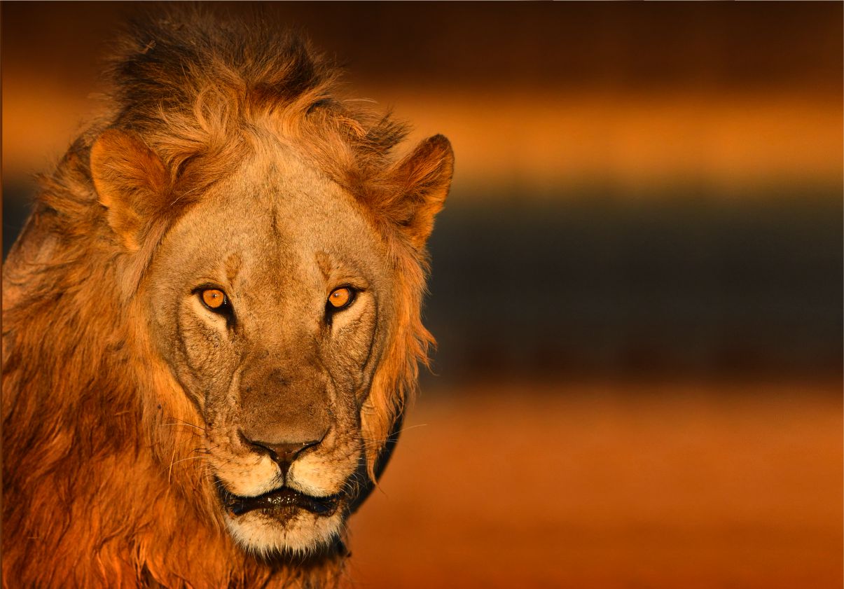 SAFARI – africká dobrodružství fotografa Petra Slavíka